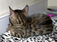 SierraGold Bengals:Lancelot<br>